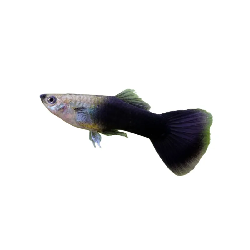 Guppy Poecilia reticulata noir