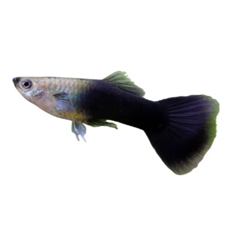 Guppy Poecilia reticulata noir