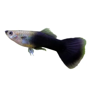 Guppy Poecilia reticulata noir