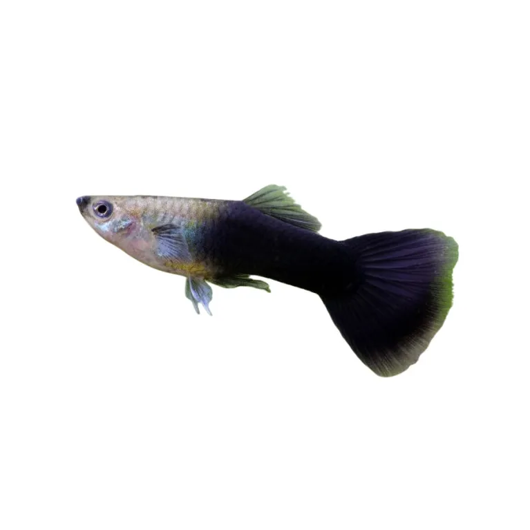 Guppy Poecilia reticulata noir