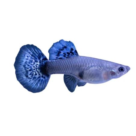 Guppy Poecilia reticulata noir