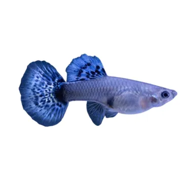 Guppy Poecilia reticulata noir