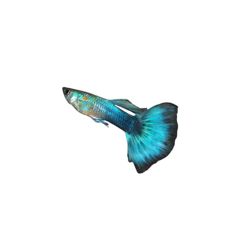 Guppy Poecilia reticulata blue néon mâle