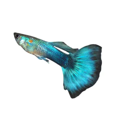 Guppy Poecilia reticulata blue néon mâle