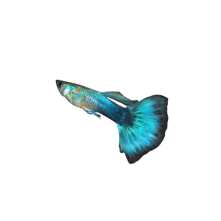 Guppy Poecilia reticulata blue néon mâle