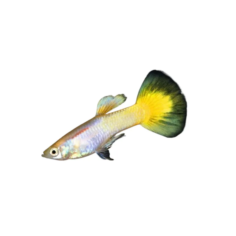 Guppy Poecilia reticulata jaune citron mâle