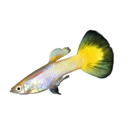 Guppy Poecilia reticulata jaune citron mâle