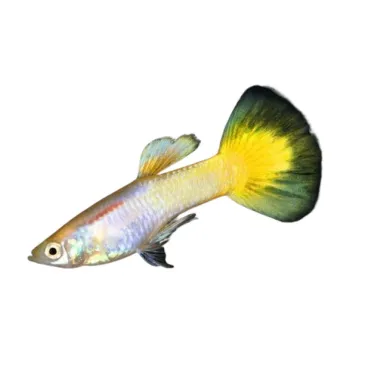 Guppy Poecilia reticulata jaune citron mâle