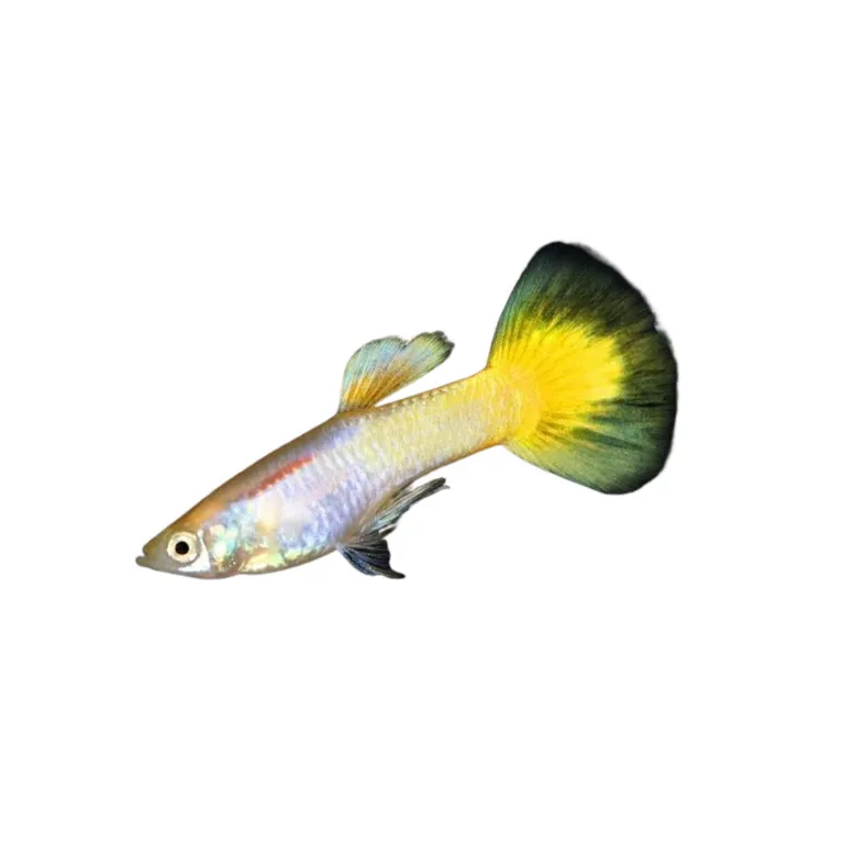 Guppy Poecilia reticulata jaune citron mâle