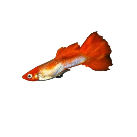 Guppy Poecilia reticulata Golden Kohaku mâle