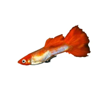 Guppy Poecilia reticulata Golden Kohaku mâle