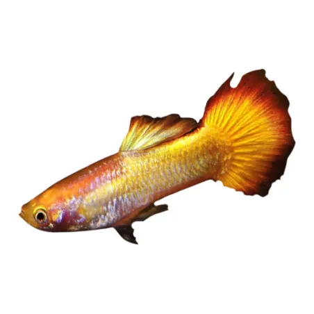 Guppy Poecilia reticulata tequila sunrise mâle