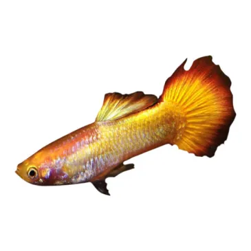 Guppy Poecilia reticulata tequila sunrise mâle