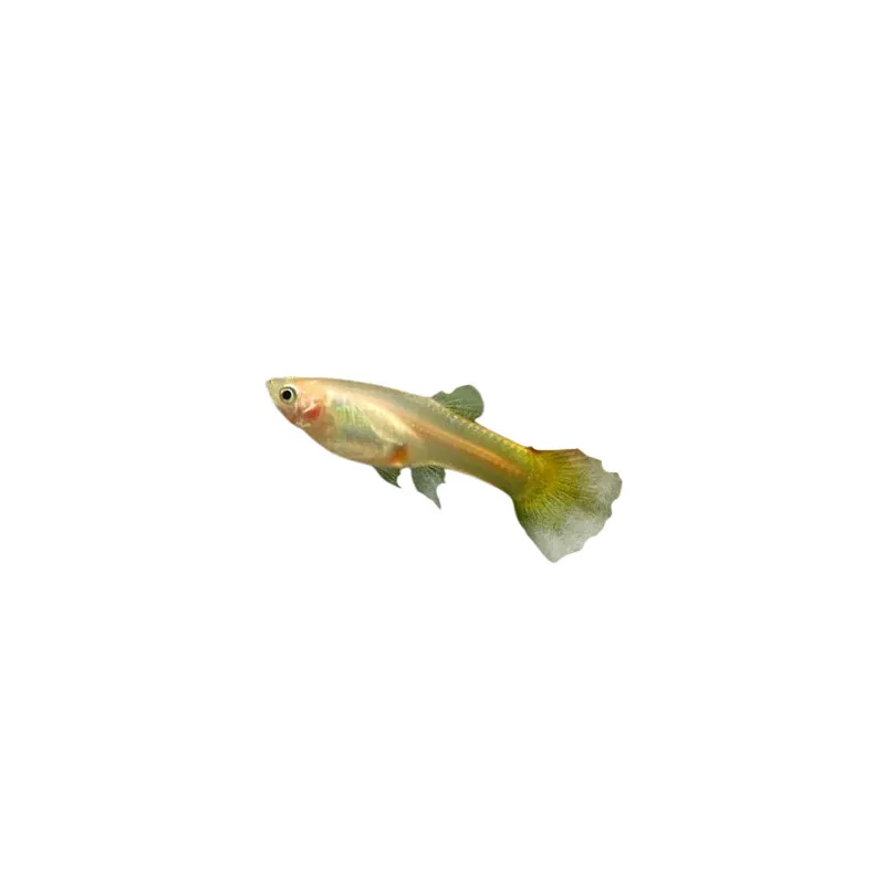 Guppy Poecilia reticulata tequila sunrise femelle