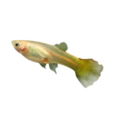 Guppy Poecilia reticulata tequila sunrise femelle