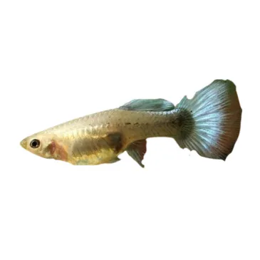 Guppy Poecilia reticulata blue néon femelle