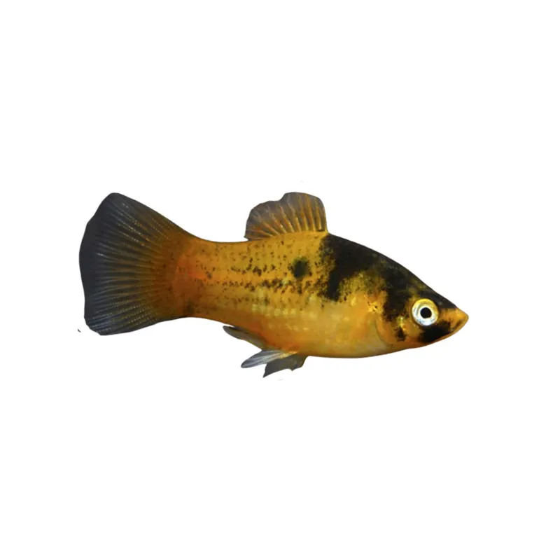 Xiphophorus Maculatus - platy abeille non sexable