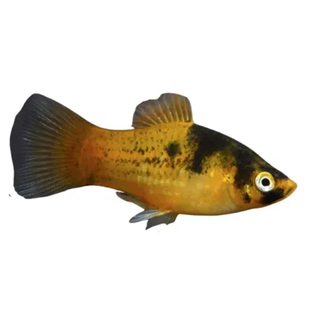 Xiphophorus Maculatus - platy abeille non sexable