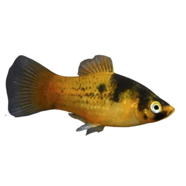 Xiphophorus Maculatus - platy abeille non sexable