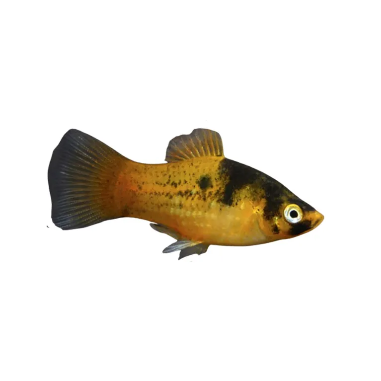 Xiphophorus Maculatus - platy abeille non sexable