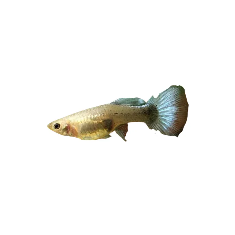 Guppy Poecilia reticulata  dark blue néon femelle