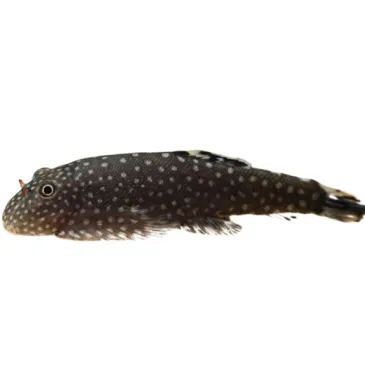 Gastromyson Punctulatus