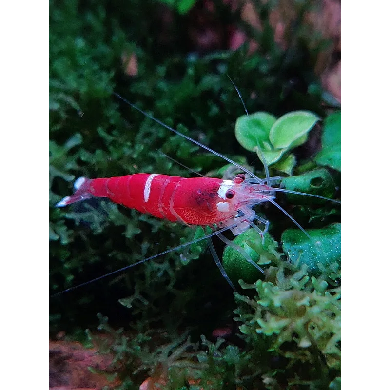 Caridina logemanii Super Red Crystal