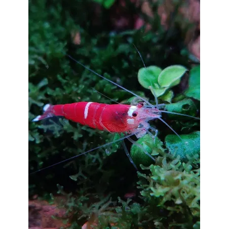 Caridina logemanii Super Red Crystal