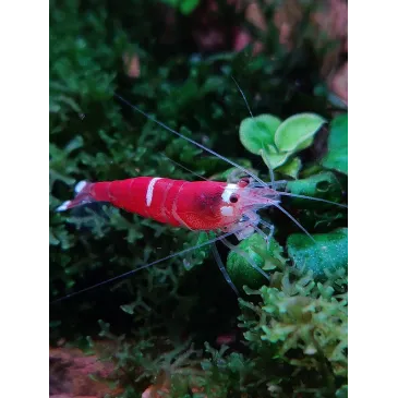 Caridina logemanii Super Red Crystal