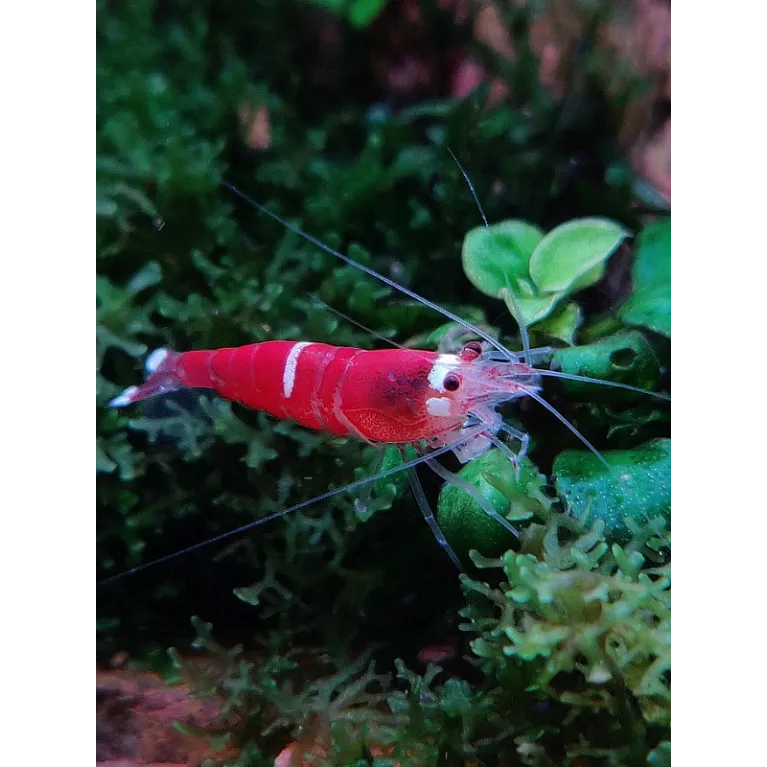 Caridina logemanii Super Red Crystal