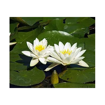 Nymphaea Pygmaea Alba