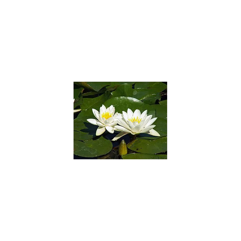 Nymphaea Pygmaea Alba