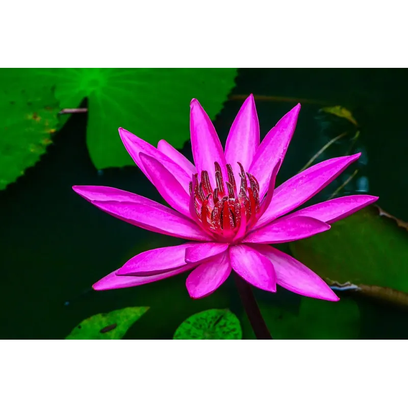 Nymphaea Pygmaea Rubra