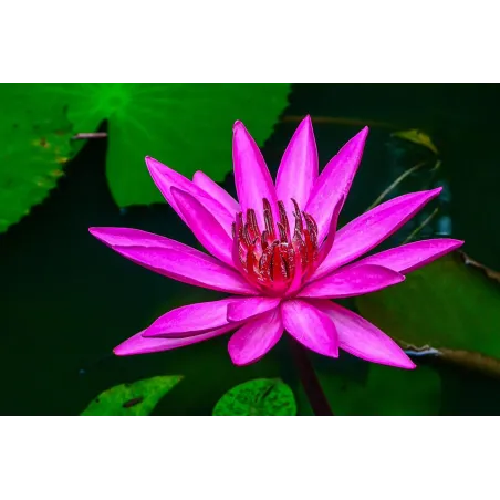 Nymphaea Pygmaea Rubra