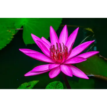 Nymphaea Pygmaea Rubra