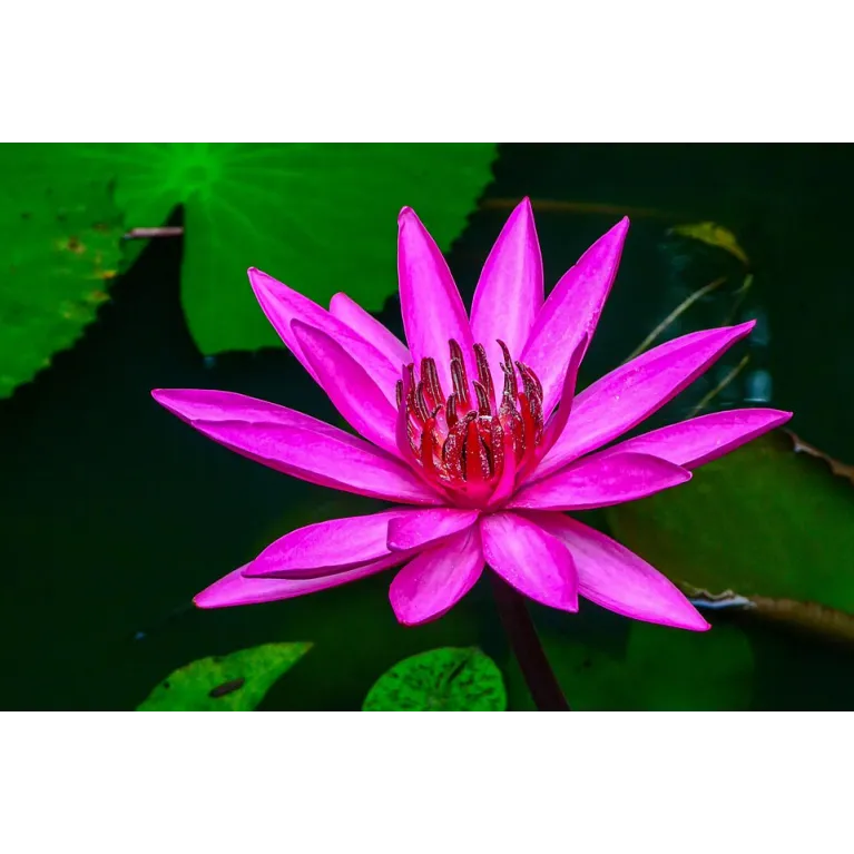 Nymphaea Pygmaea Rubra