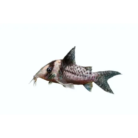 Corydoras Delphax