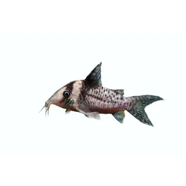 Corydoras Delphax