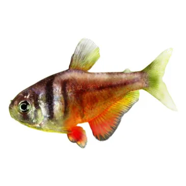 Hyphessobrycon flammeus