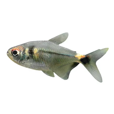 Hemigrammus ocellifer