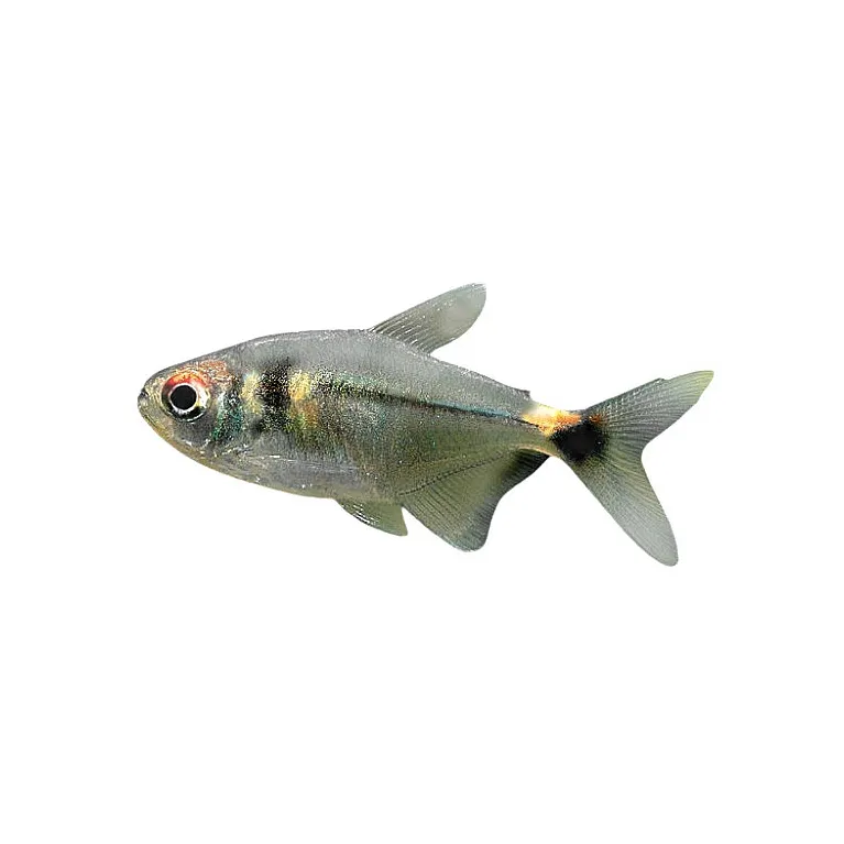 Hemigrammus ocellifer