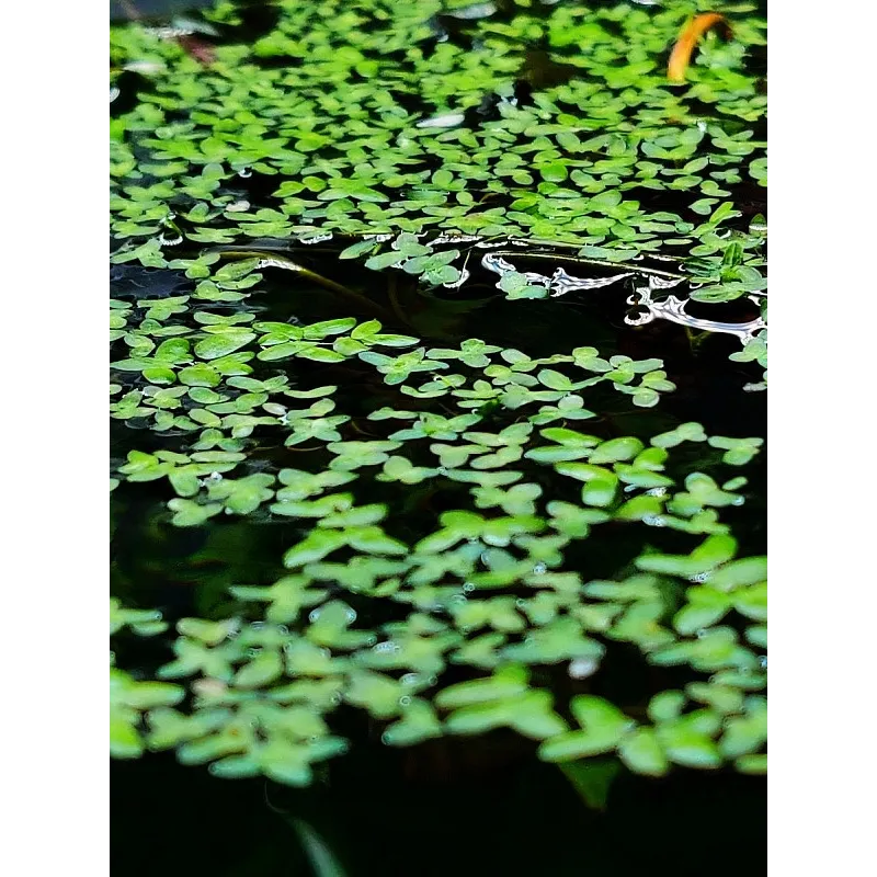 Lemna Minor - Lentille d'eau