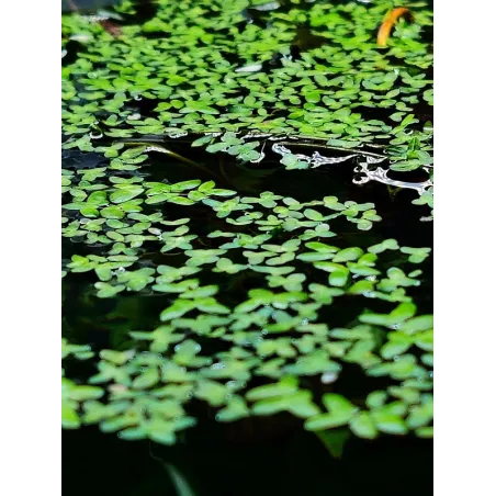 Lemna Minor - Lentille d'eau