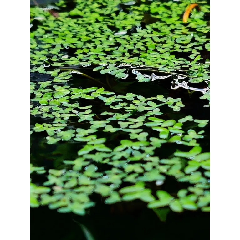 Lemna Minor - Lentille d'eau