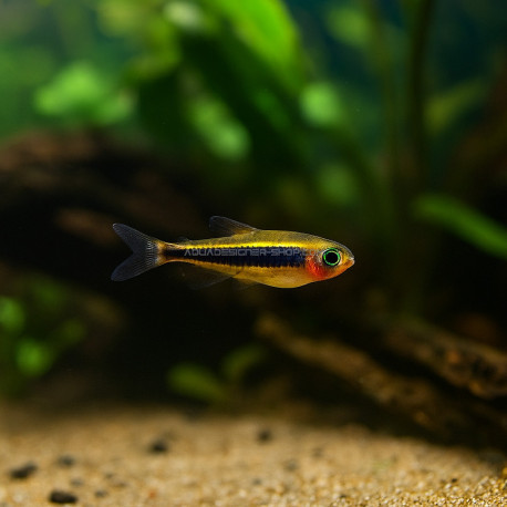 Tucanoichthys tucano