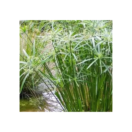 Cyperus Alternifolius