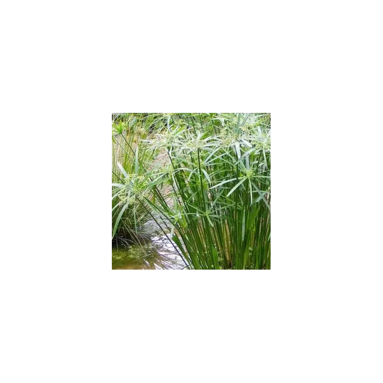 Cyperus Alternifolius