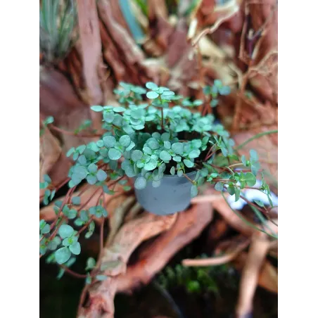 Mini pilea nummulariifolia Glauca Greyzy