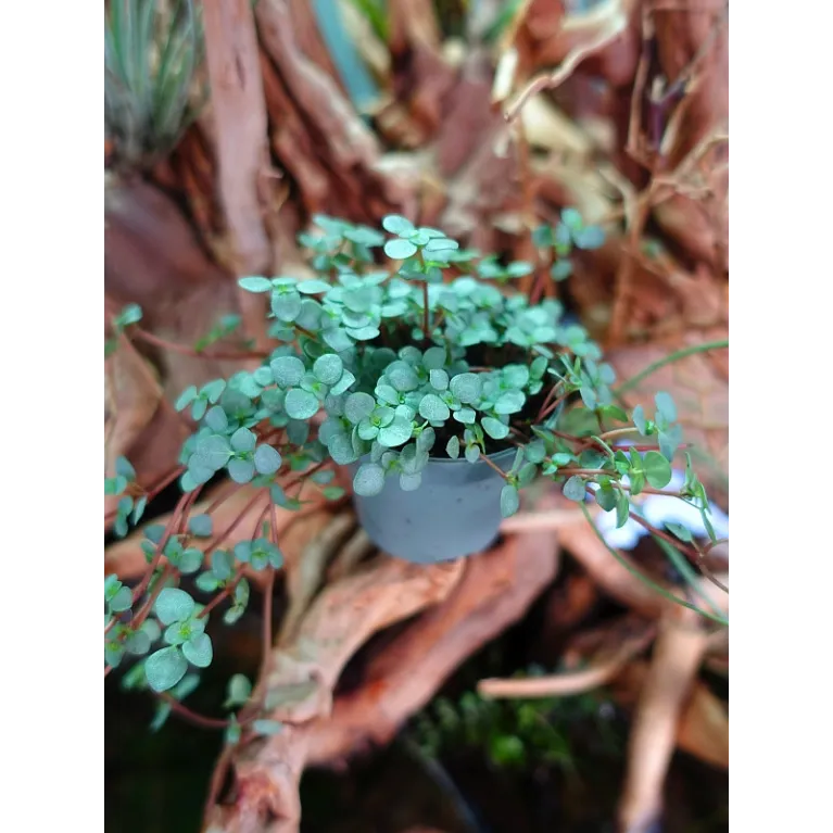 Mini pilea nummulariifolia Glauca Greyzy