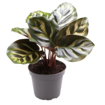 Calathea Makoyana